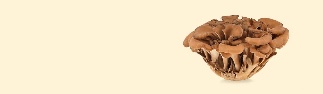 Maitake
