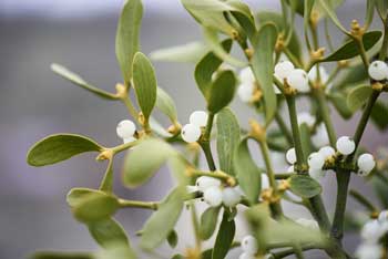 Bild der Heilpflanze Mistel